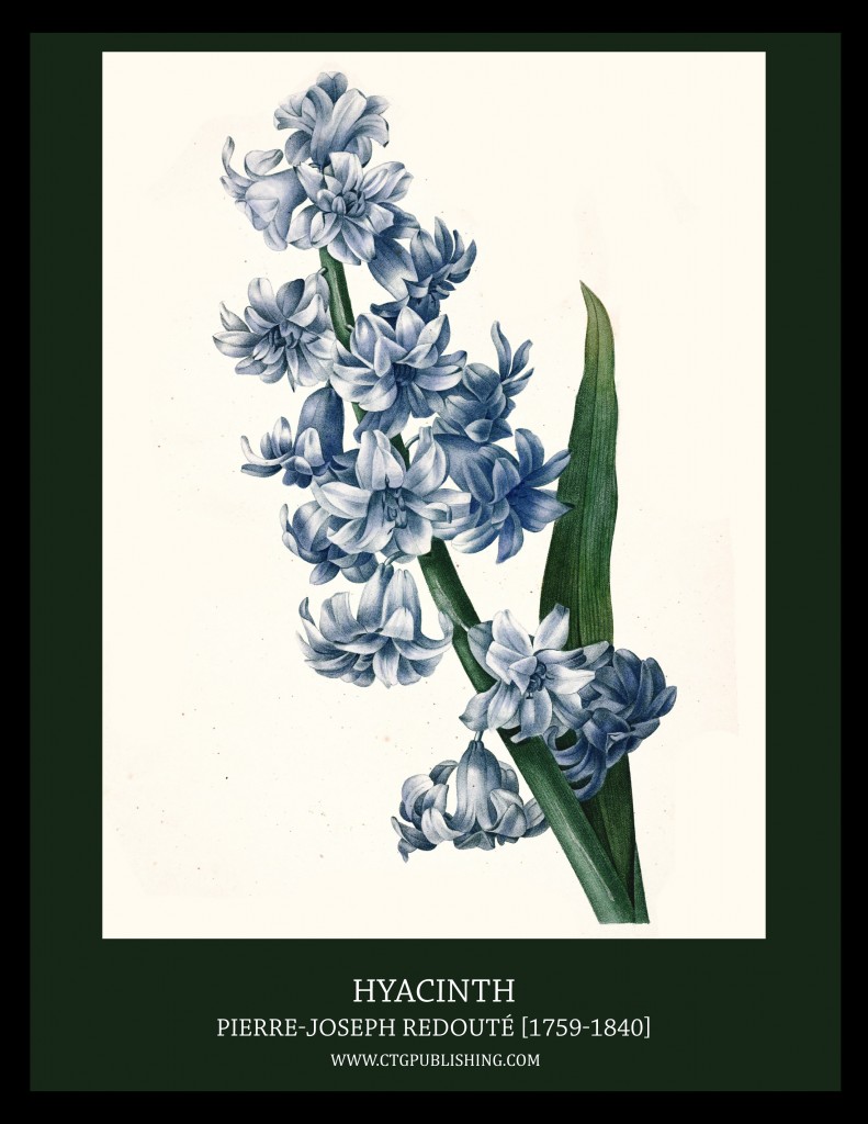 Hyacinth - Illustration by Pierre-Joseph Redoute