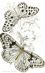 Idea Angelia and Idea Daos Butterfly - Illustration by W.H. Lizars circa 1858
