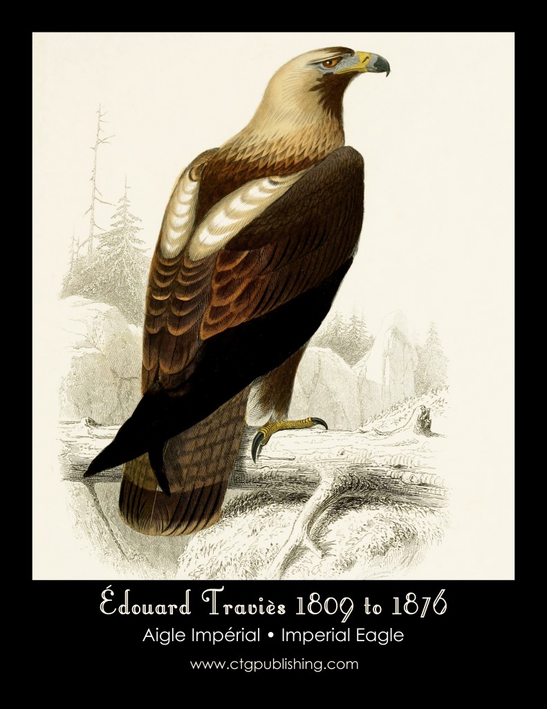 Imperial Eagle - Illustration by Edouard Travies