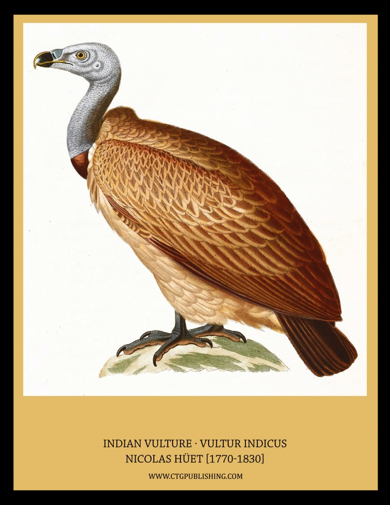 Indian Vulture - Illustration by Nicolas Huet