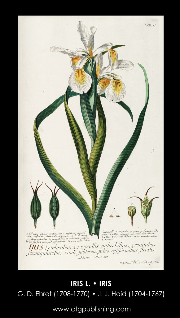 Iris Illustration by Georg Dionysius Ehret