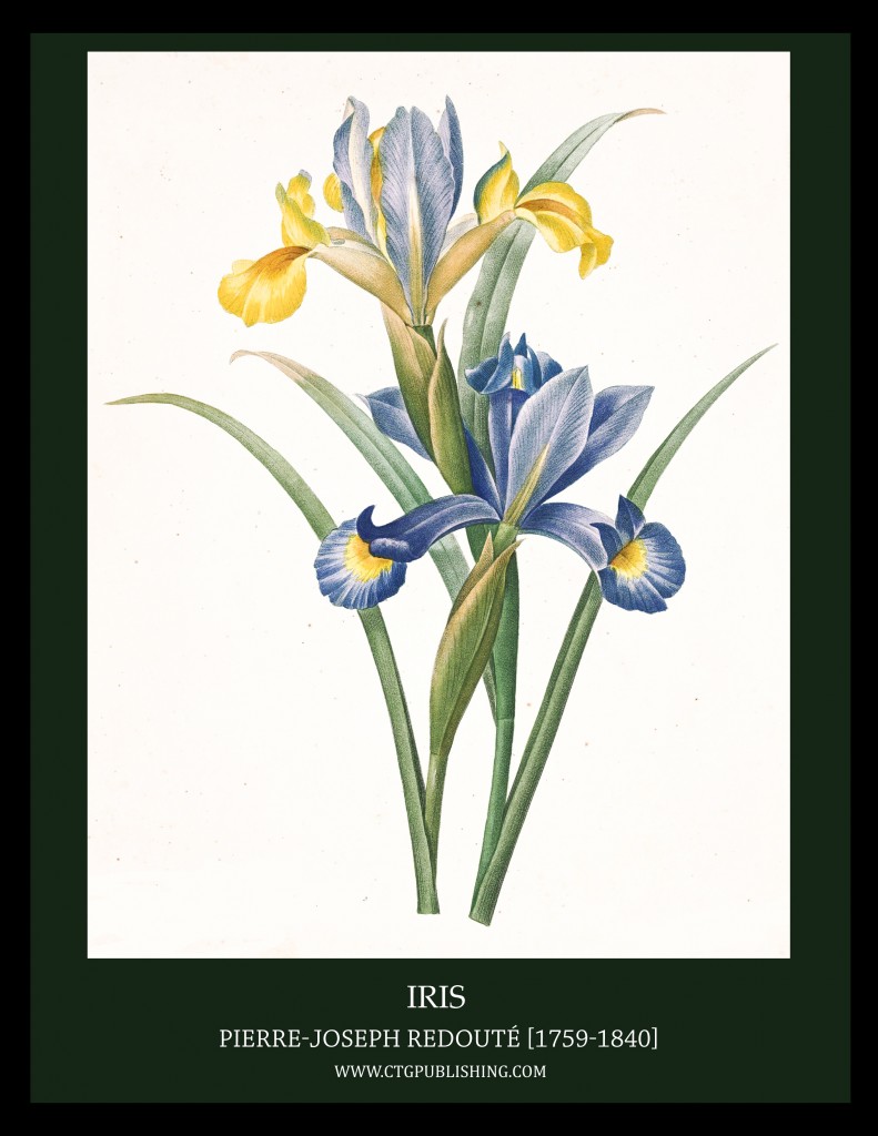 Iris - Illustration by Pierre-Joseph Redoute