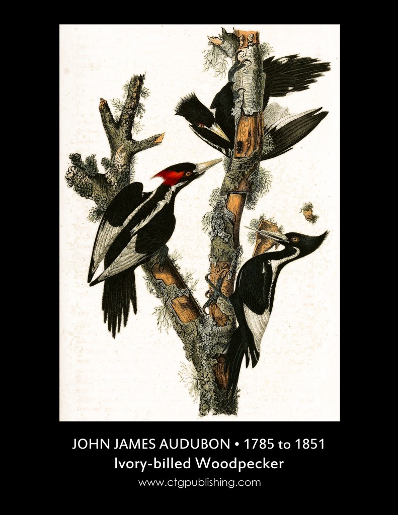 Ivory Billed Woodpecker - Illustration by John James Audubon circa 1840