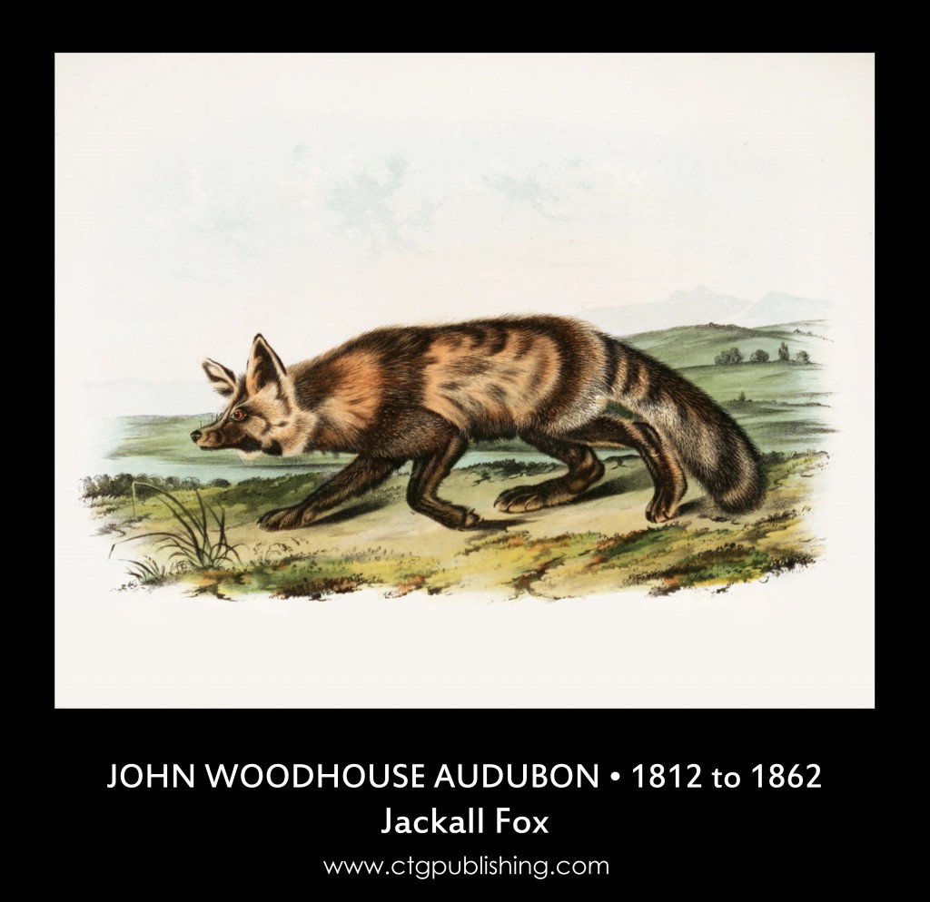 Jackall Fox - Illustration by John Woodhouse Audubon