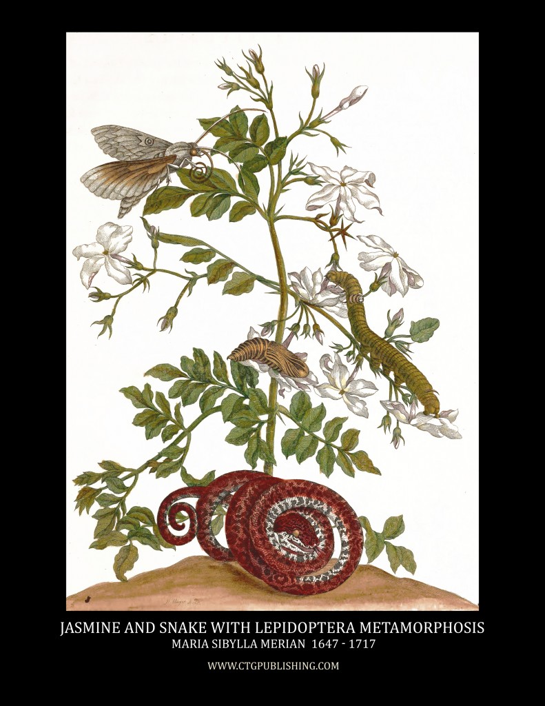 Jasmine with Snake and Lepidoptera Metamorphosis Image by Maria Sibylla Merian circa 1705