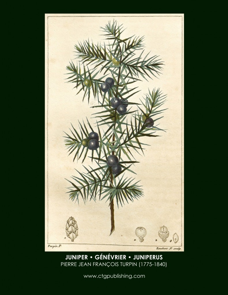 Juniper Botanical Print by Turpin