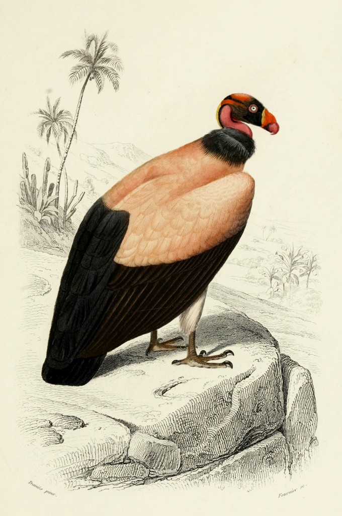 King Vulture - Illustration by Edouard Travies