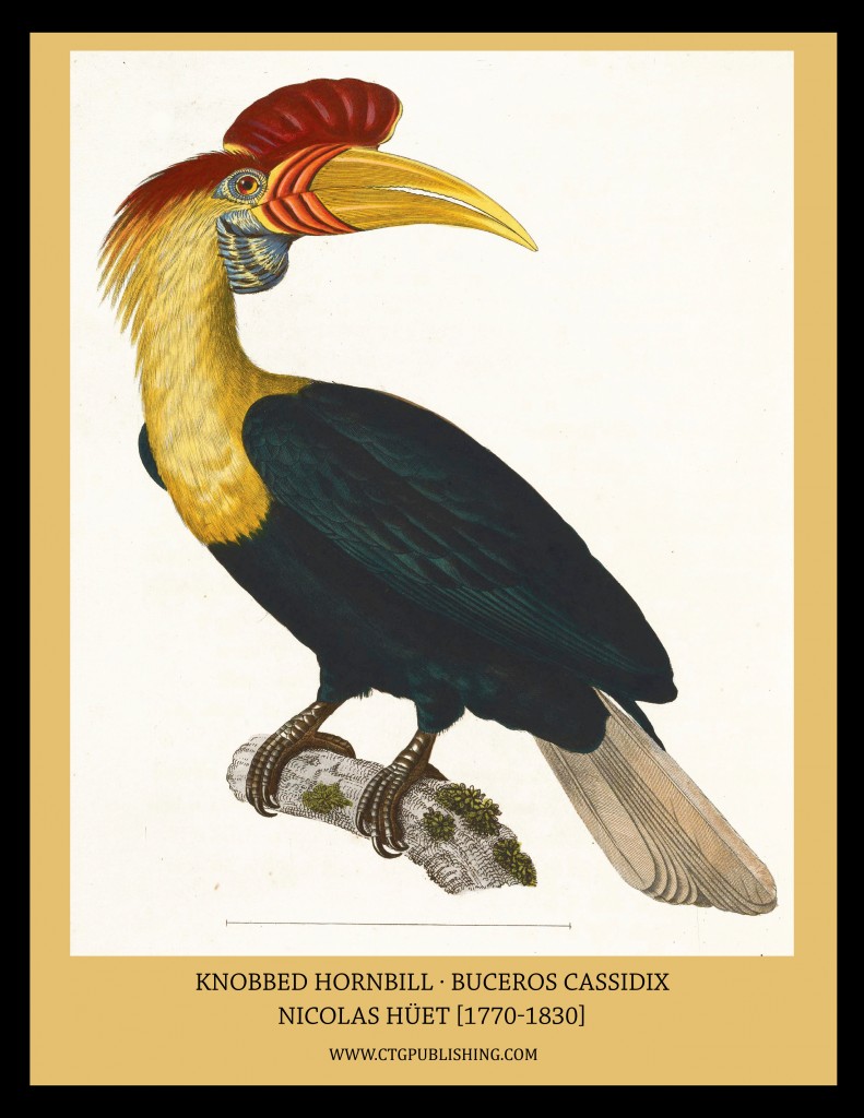 Knobbed Hornbill - Illustration by Nicolas Huet