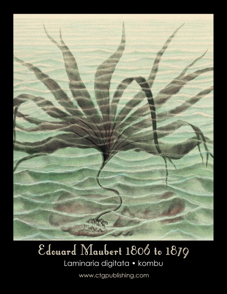 Kombu Seaweed Illustration by Edouard Maubert