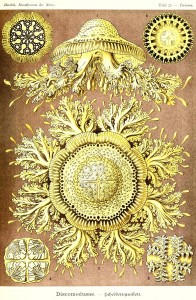 Jellyfish - Discomedusae Illustration by Ernst Haeckell