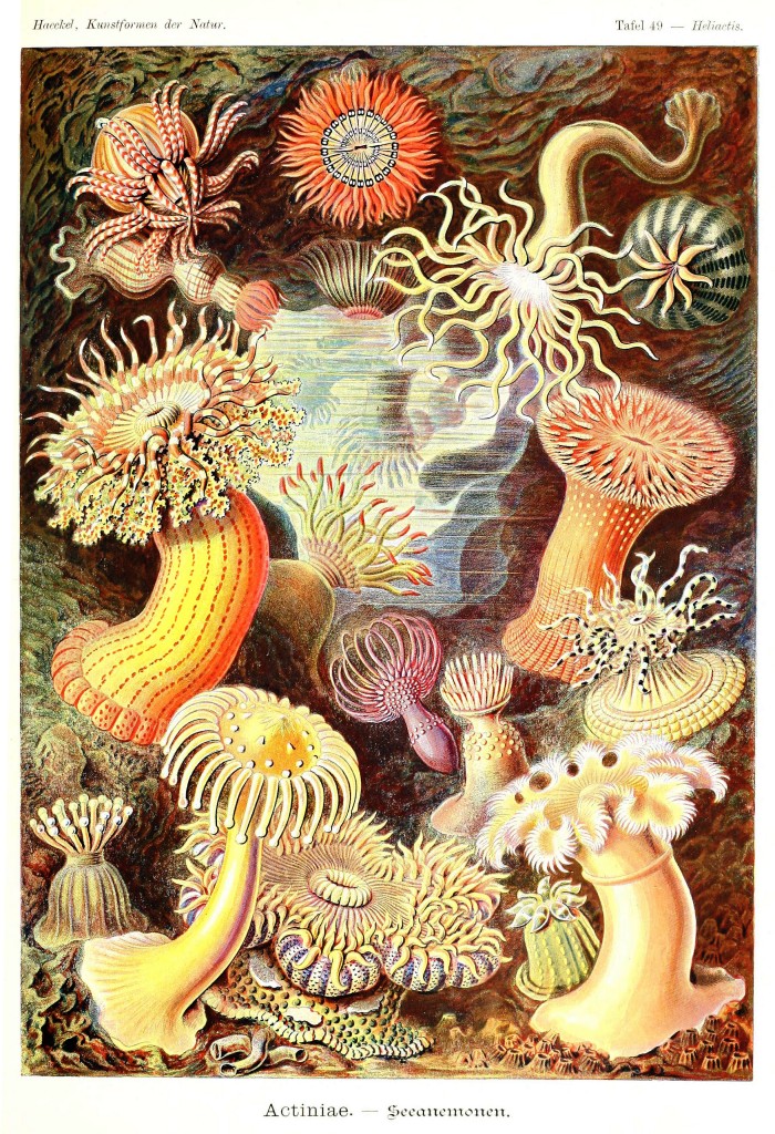 Sea Anemone - Actiniae Illustration by by Ernst Haeckell