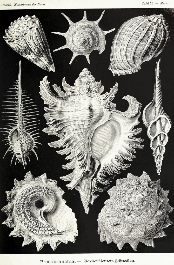Sea Snail Shells Illustration by by Ernst Haeckell