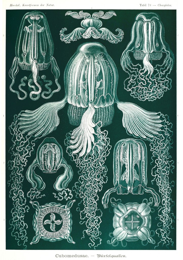 Jellyfish - Cubomedusae Illustration by Ernst Haeckell