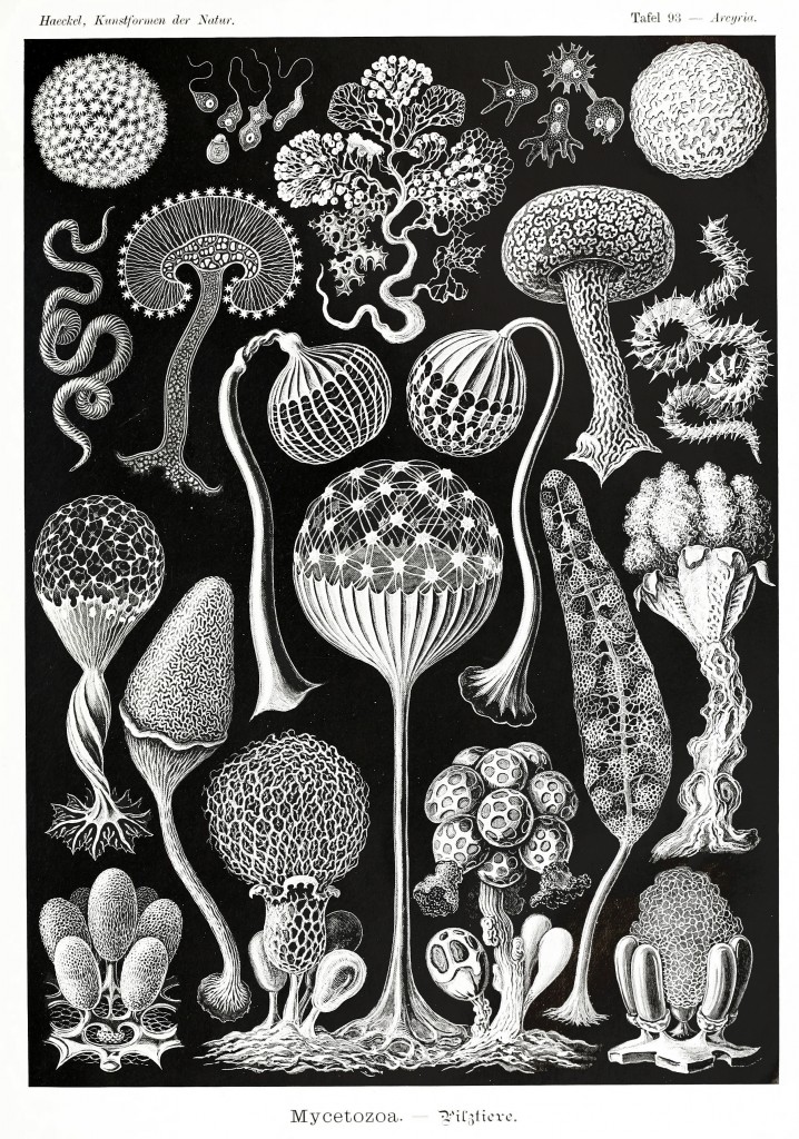 Mycetozoa - Illustration by Ernst Haeckell