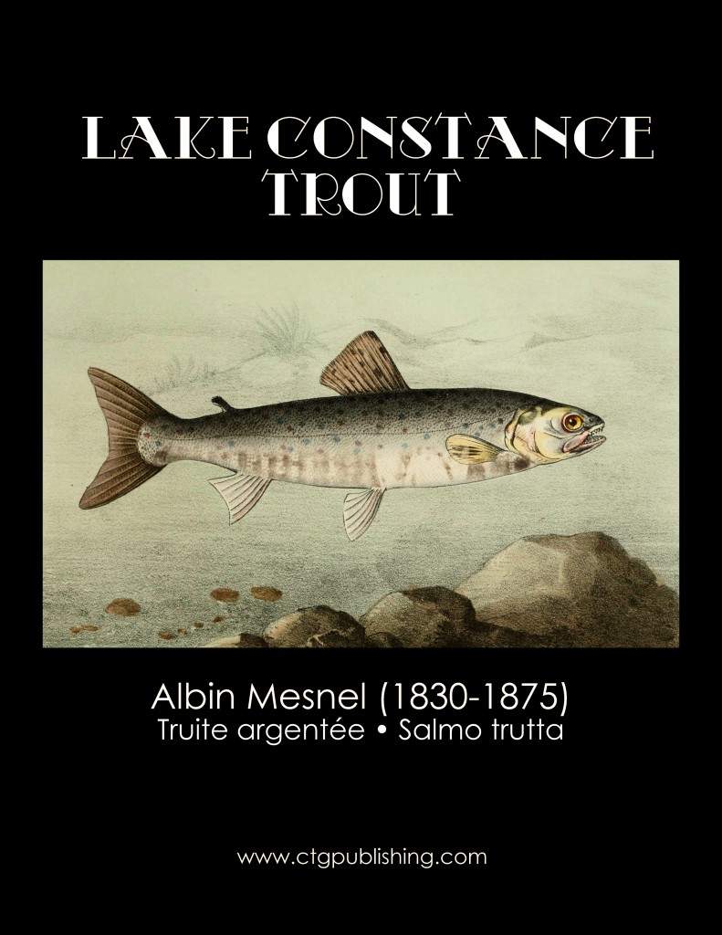 Lake Constance Trout - Fish Illustration by Albin Mesnel