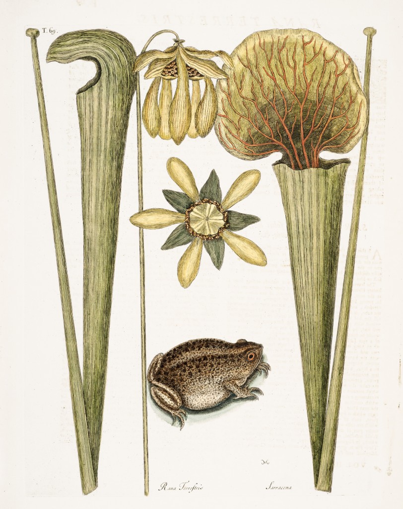 Land Frog Illustration by Mark Catesby circa 1722