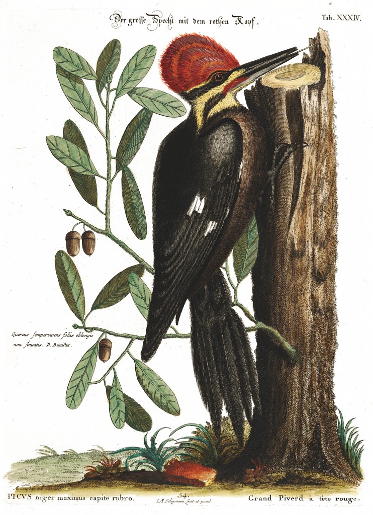 Large Red-headed Woodpecker Illustration by Mark Catesby circa 1722