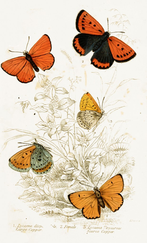 Large Copper and Scarce Copper Butterflies - Illustration by W.H. Lizars circa 1855