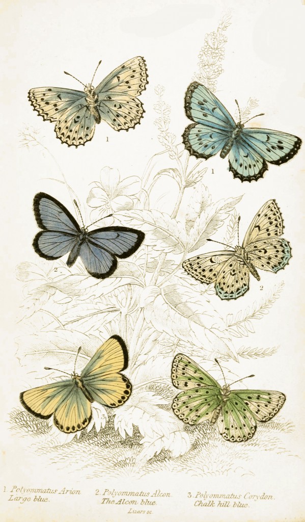 Large Blue, The Alcon Blue and Chalk Hill Blue Butterflies - Illustration by W.H. Lizars circa 1855