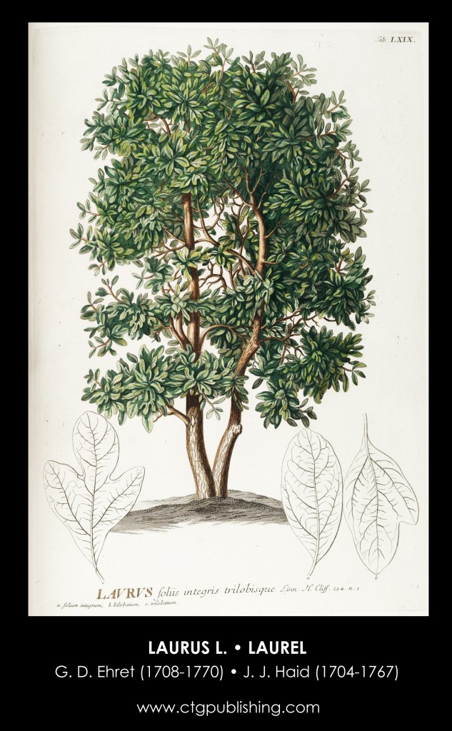 Laurel Tree Illustration by Georg Dionysius Ehret