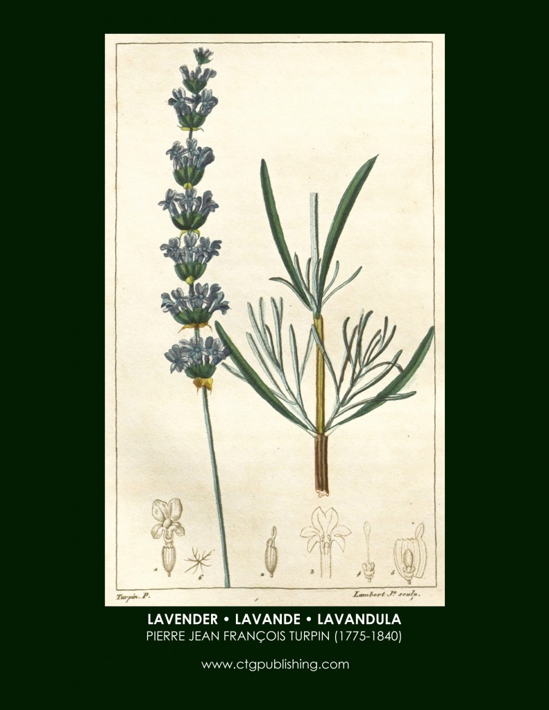 Lavender Botanical Print by Turpin