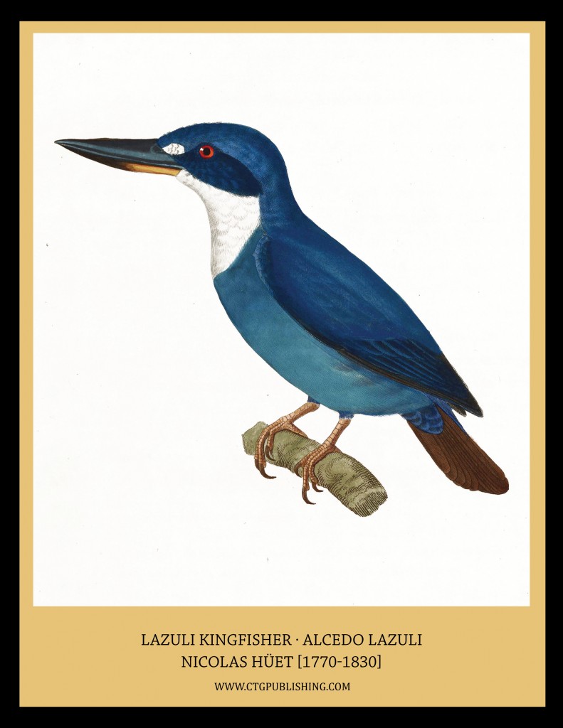 Lazuli Kingfisher - Illustration by Nicolas Huet