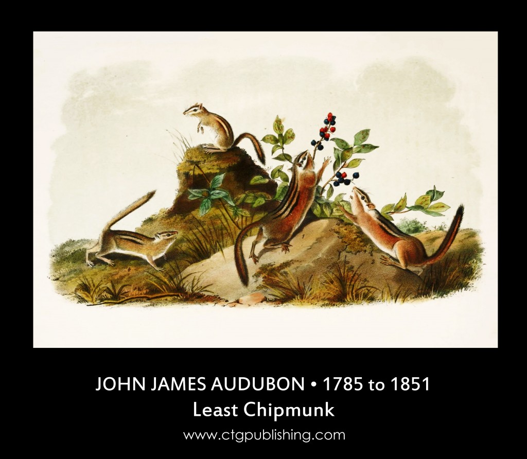 Least Chipmunk - Illustration by John James Audubon