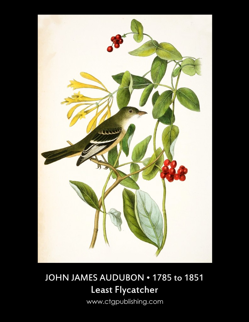 Least Flycatcher - Illustration by John James Audubon circa 1840
