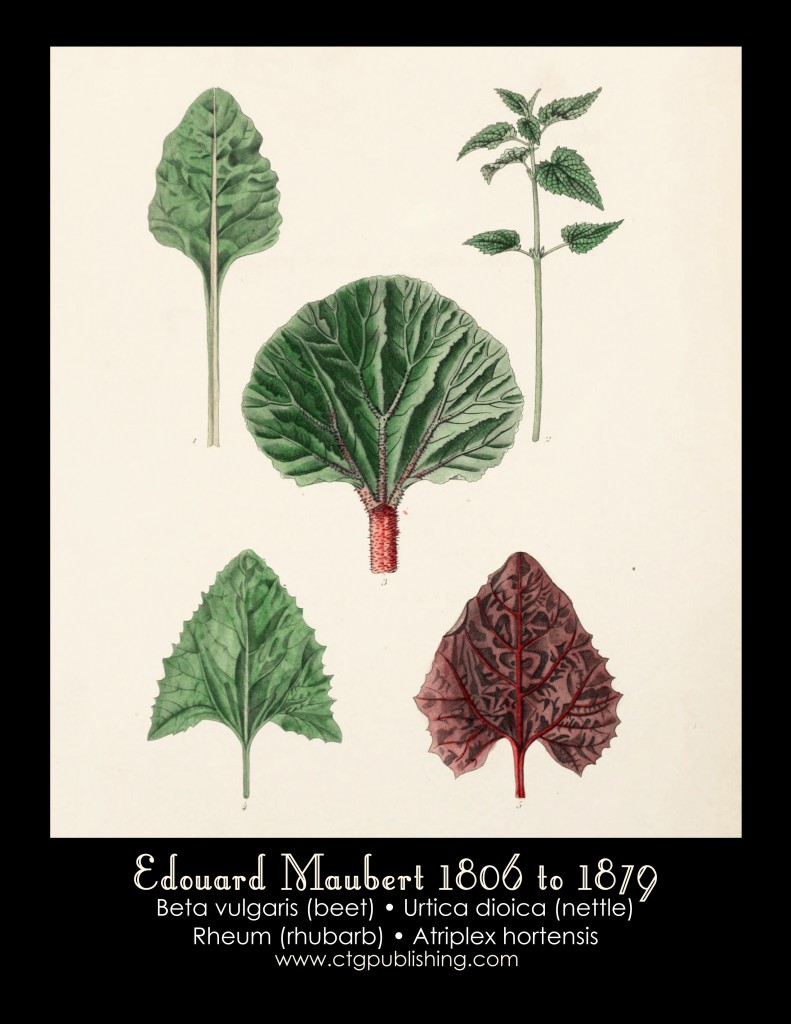 Leaves - Beet, Nettle and Rhubarb Illustration by Edouard Maubert