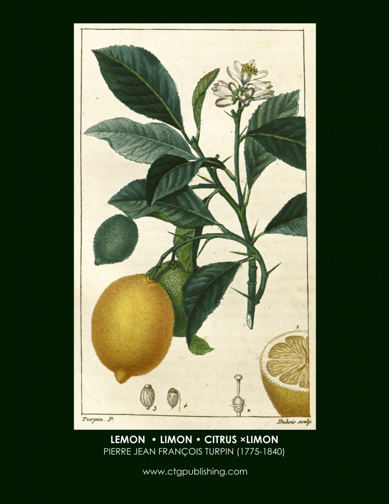 Lemon Botanical Print by Turpin