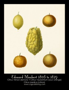 Citrus Illustration by Edouard Maubert