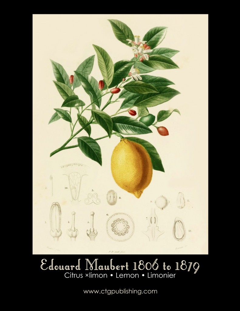 Lemon Fruit Illustration by Edouard Maubert