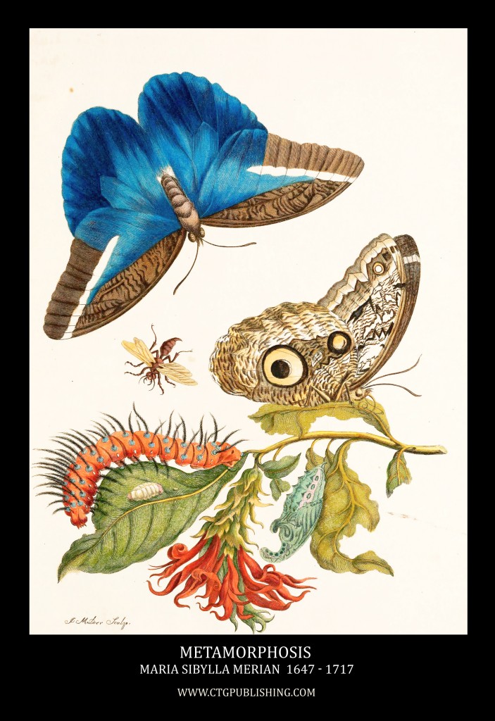 Lepidoptera Metamorphosis Image by Maria Sibylla Merian circa 1705