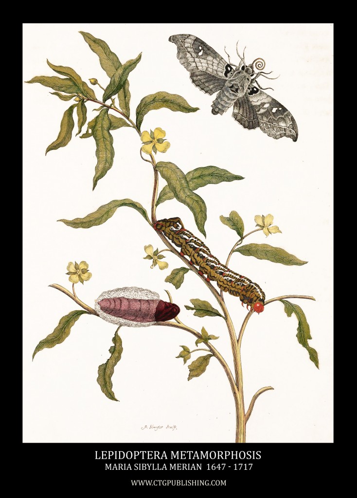Lepidoptera Metamorphosis Image by Maria Sibylla Merian circa 1705