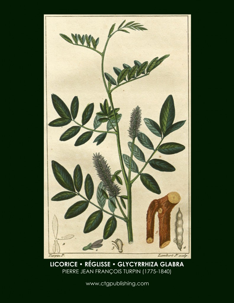 Licorice Botanical Print by Turpin