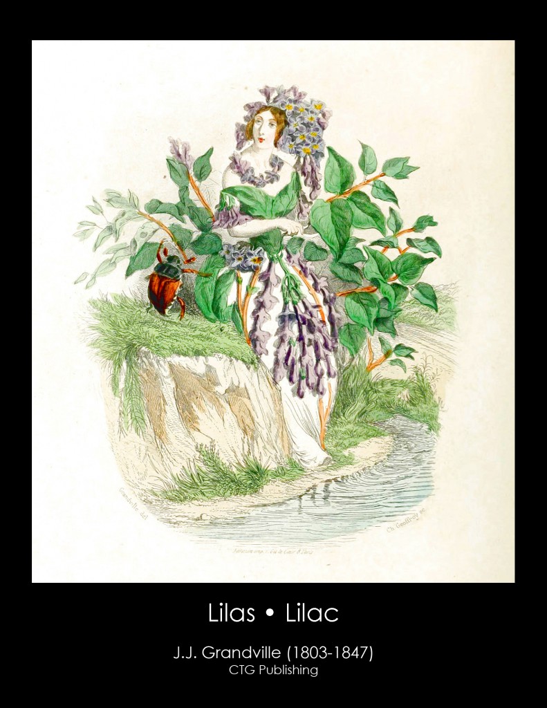 Lilac Illustration From J. J. Grandville's Animated Flowers