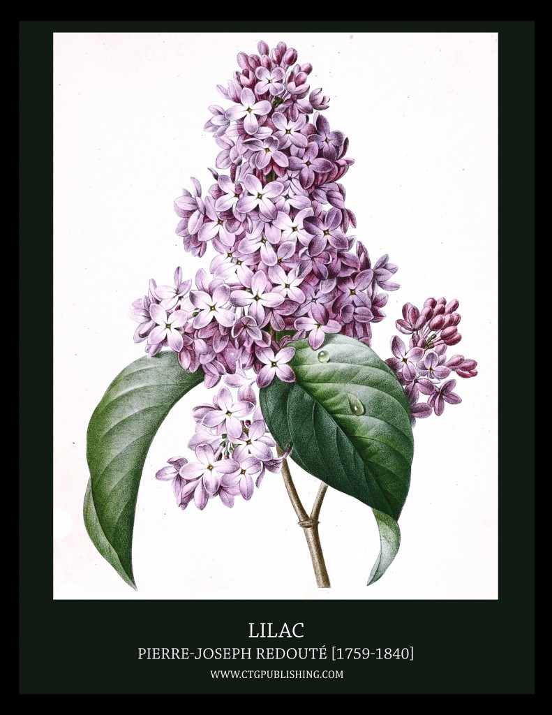 Lilac - Illustration by Pierre-Joseph Redoute