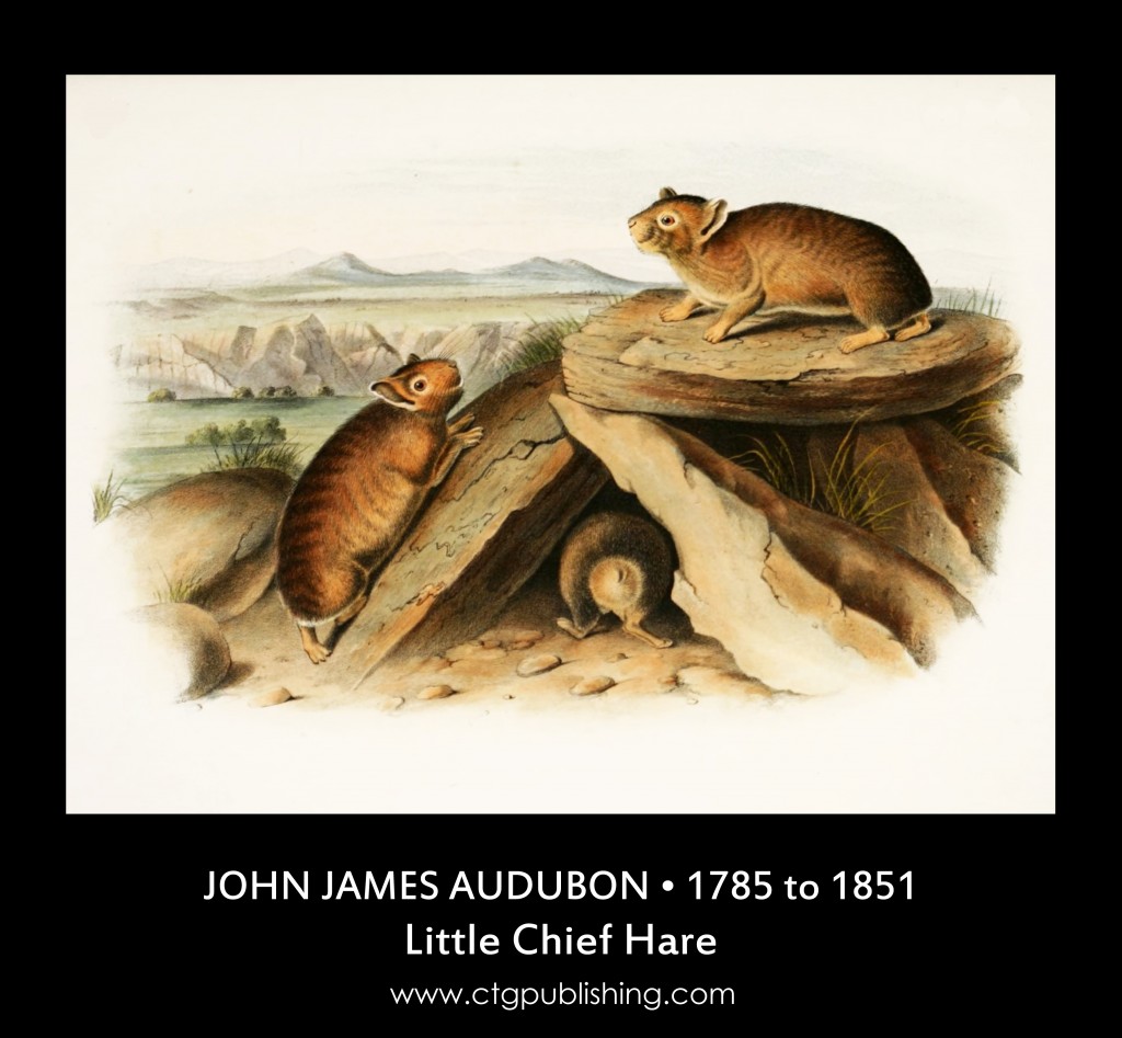 Little Chief Hare - Illustration by John James Audubon