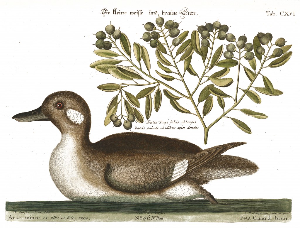 Little Duck Illustration by Mark Catesby circa 1722