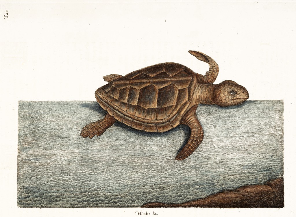 Long Bearded Turtle Illustration by Mark Catesby circa 1722