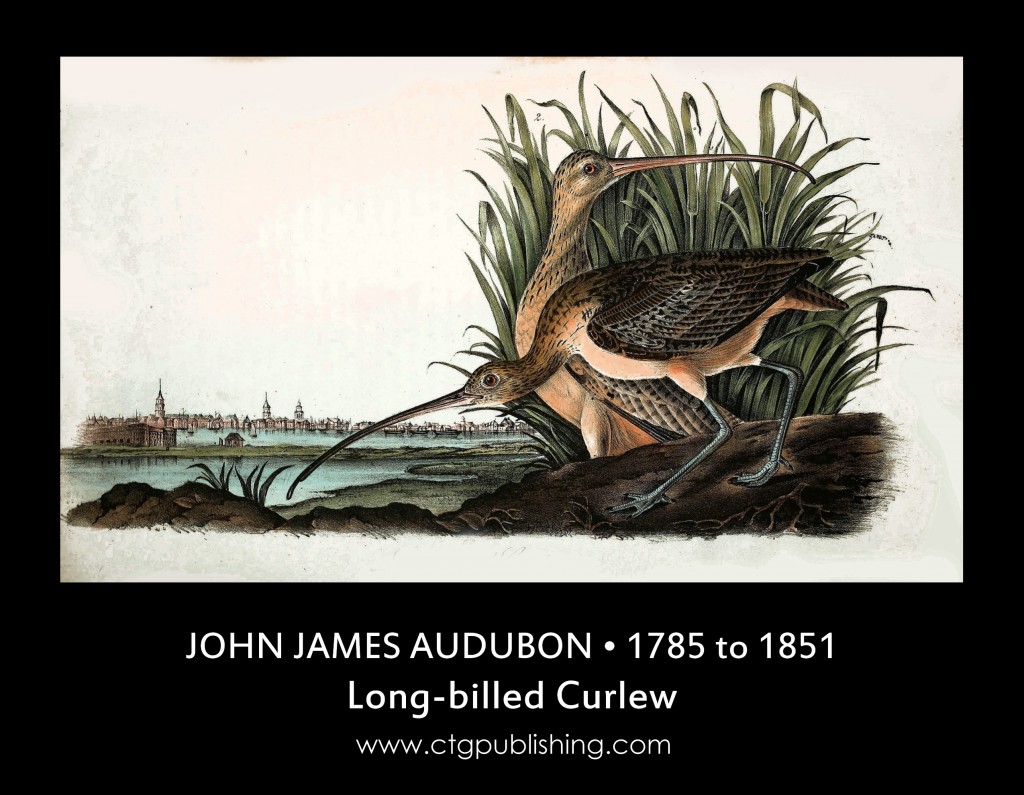 Long-billed Curlew - Illustration by John James Audubon circa 1840