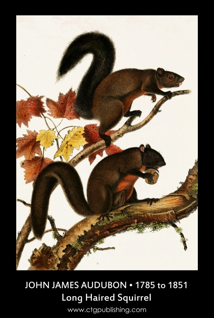 Long-haired Squirrel - Illustration by John James Audubon