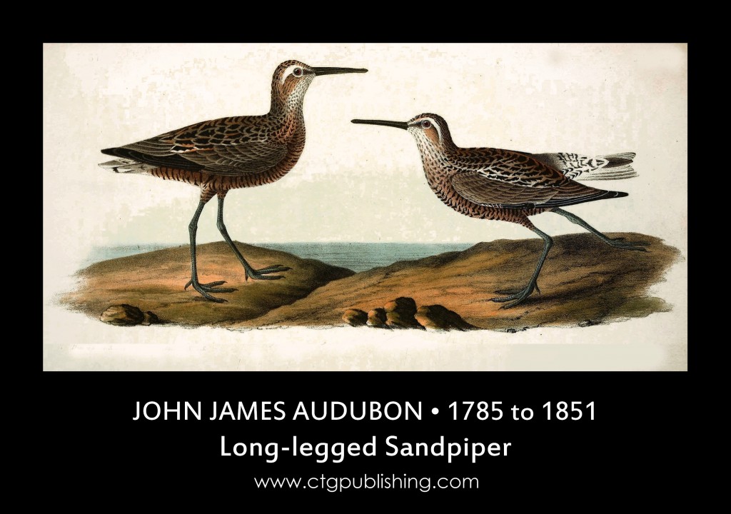 Long-legged Sandpiper - Illustration by John James Audubon circa 1840