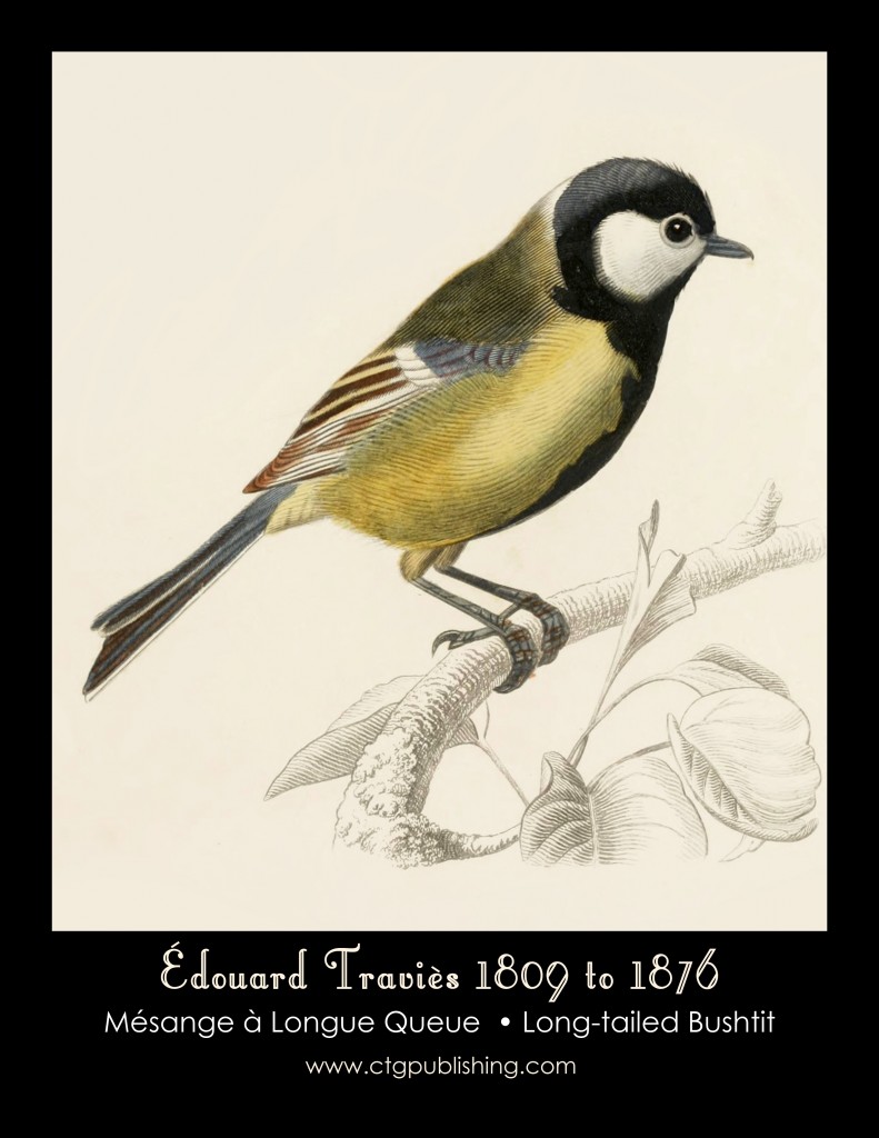 Long-tailed Bushtit - Illustration by Edouard Travies