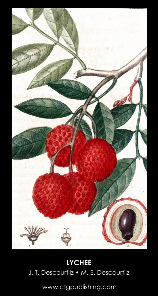 Lychee Fruit Illustration by Descourtilz