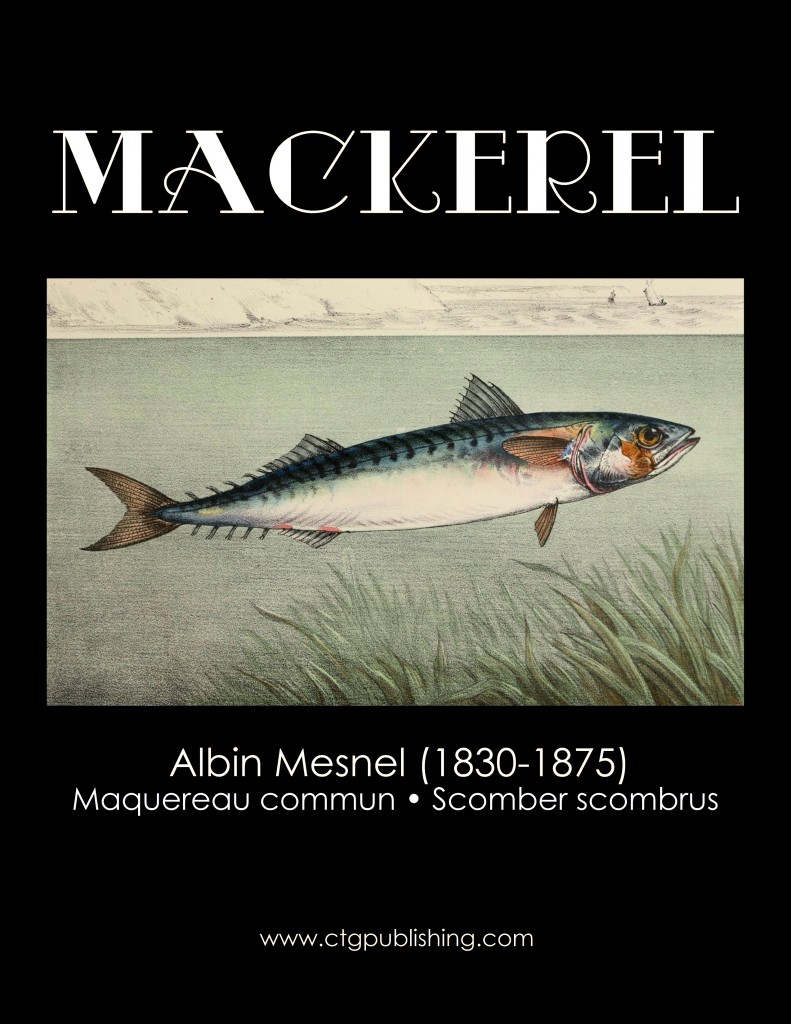 Mackerel - Fish Illustration by Albin Mesnel