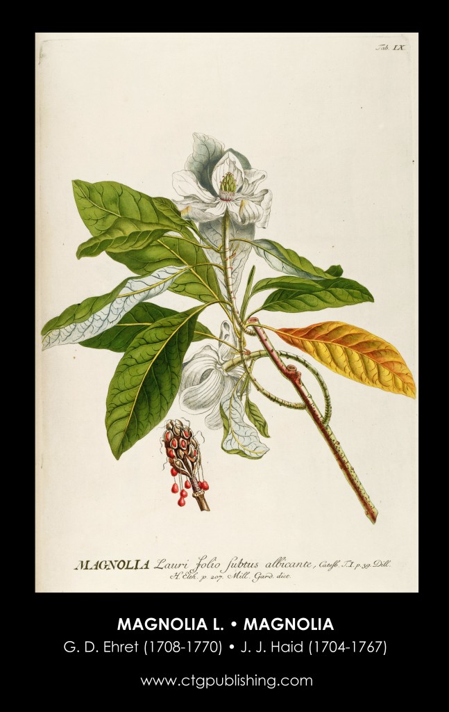 Magnolia Flower and Fruit Illustration by Georg Dionysius Ehret