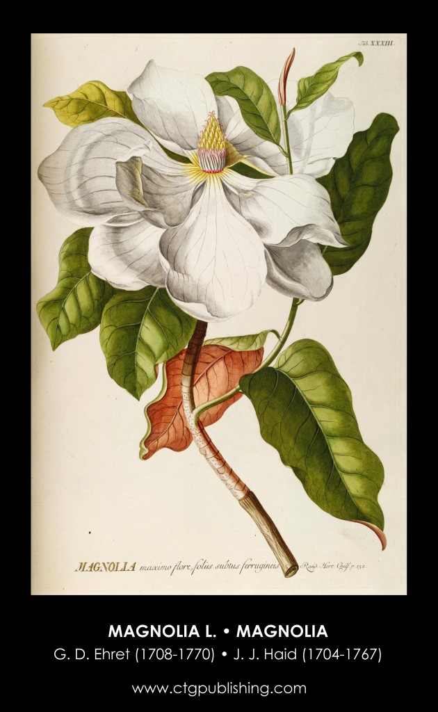 Magnolia Flower Illustration by Georg Dionysius Ehret
