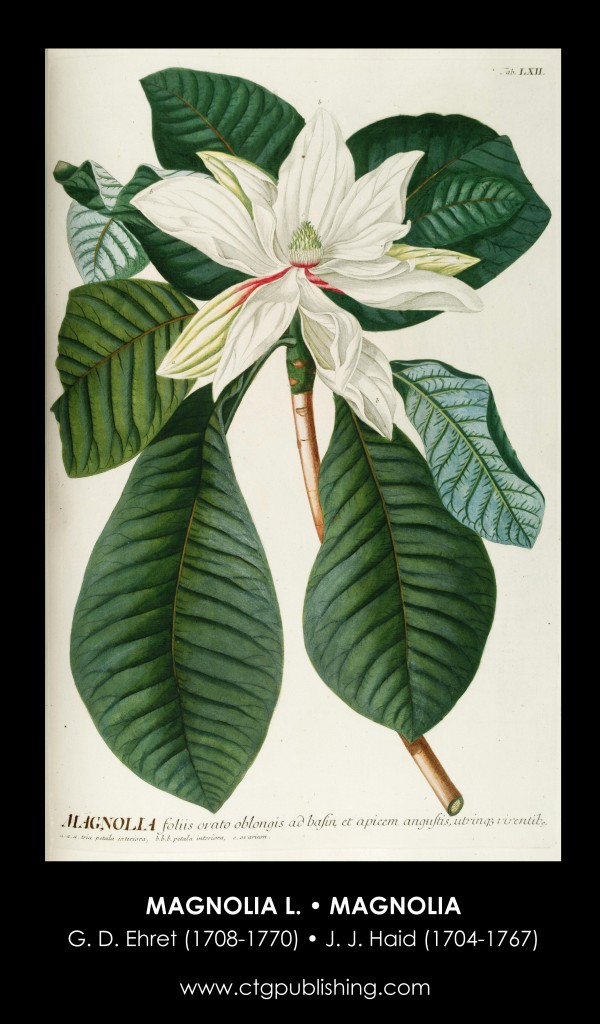 Magnolia Flower Illustration by Georg Dionysius Ehret