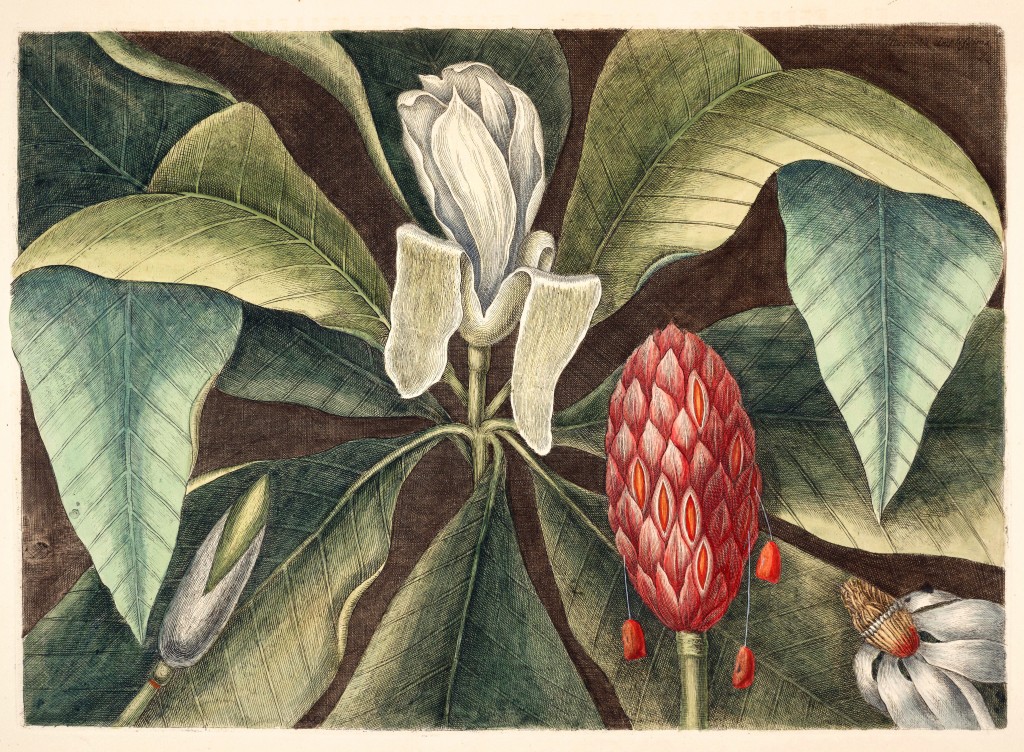 Magnolia Illustration by Mark Catesby circa 1722